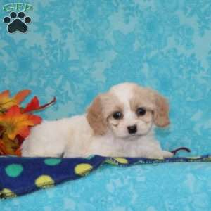 Raisin, Cavachon Puppy